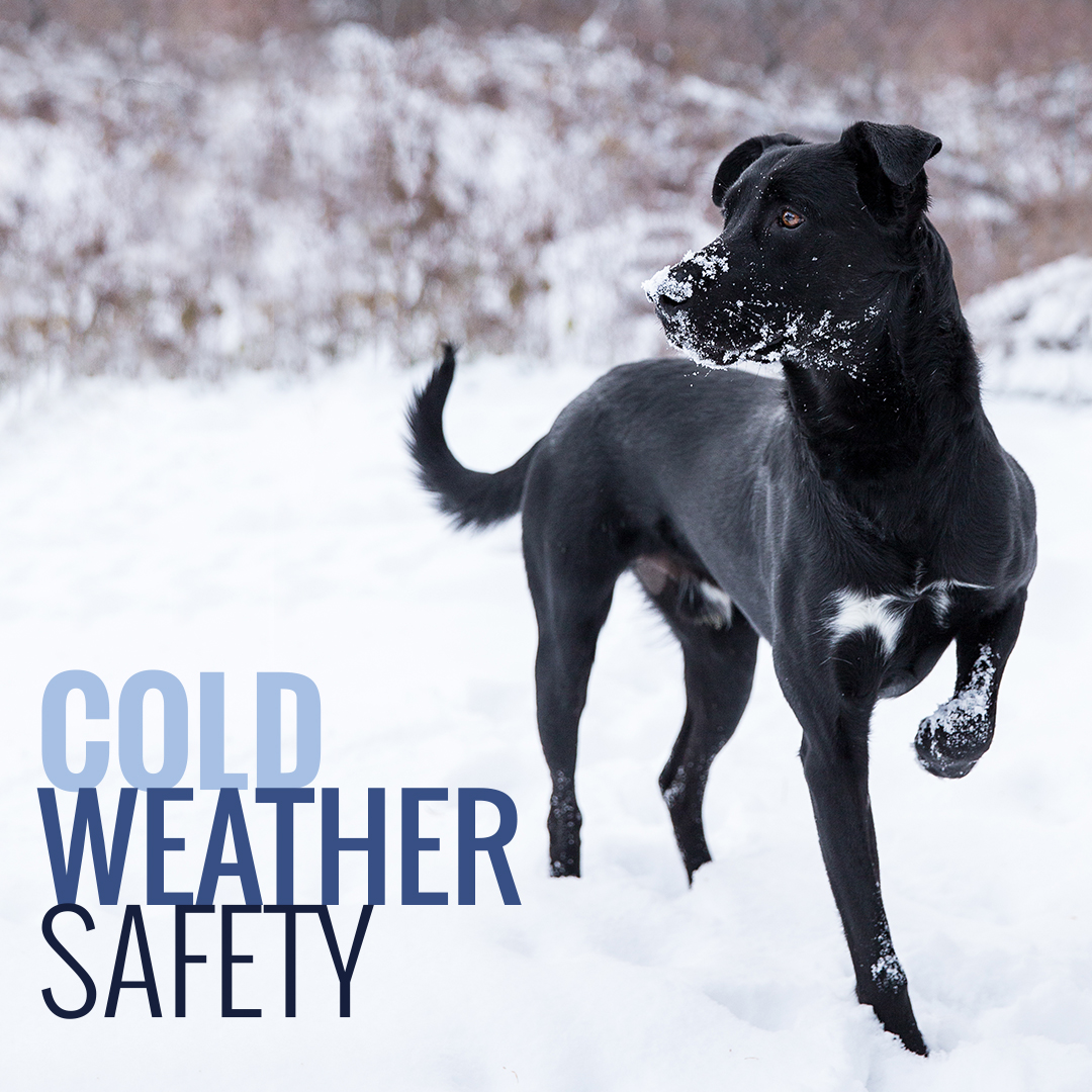 cold-weather-protect-your-pets-ontario-spca-and-humane-society