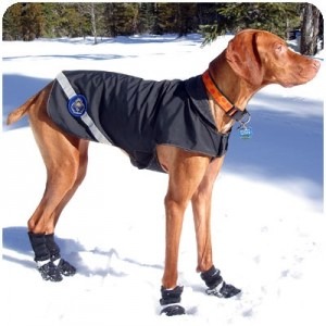 dog wearing boots pet gear