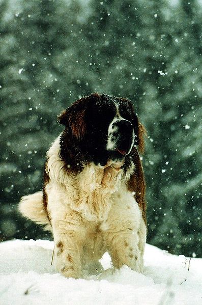 what is too cold for dogs to sleep outside