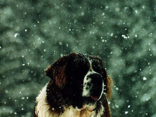 dog, dog in winter, dog in snow, snow, pet, winter, pet safety, dog is too cold