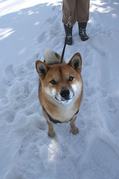 dog in snow, outdoor activities, dogs