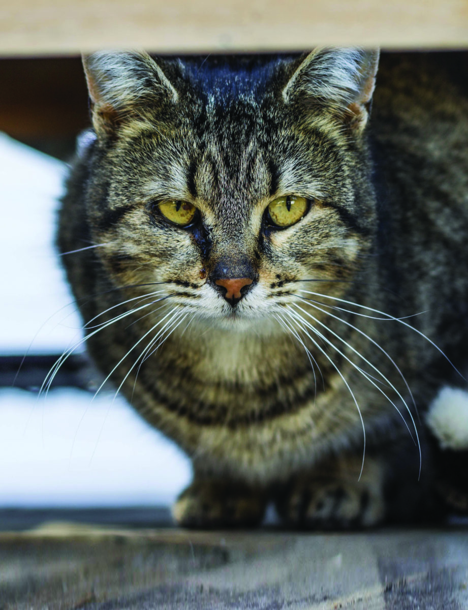 PET HEALTH CORNER TNR & Feral cats Ontario SPCA and