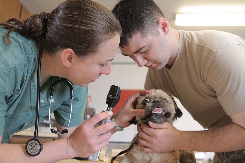 Veterinarians
veterinarians around me
veterinarians at court square
veterinarians act
veterinarians albany ny
veterinarians average salary
veterinarians around my area
veterinarians accepting new patients
veterinarians albuquerque
veterinarians near me