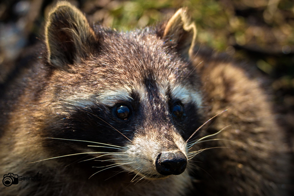 PET HEALTH CORNER Ministry of Natural Resources on Rabies Ontario SPCA and Humane Society