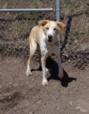 Help Find This Senior Husky A Forever Home! - Ontario Spca And Humane 