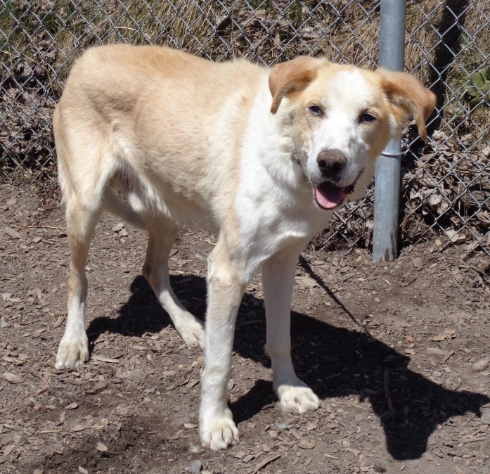 Help find this senior Husky a forever home! Ontario SPCA and Humane