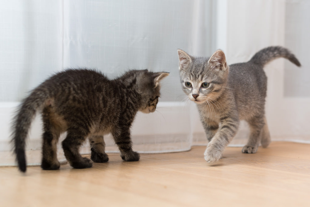 Kitty gossip How to socialize your kitten Ontario SPCA and Humane
