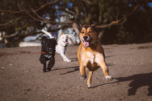 Let loose! 7 tips for introducing leashfree dog parks