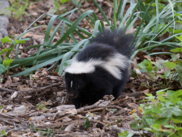 do skunks hibernate in indiana