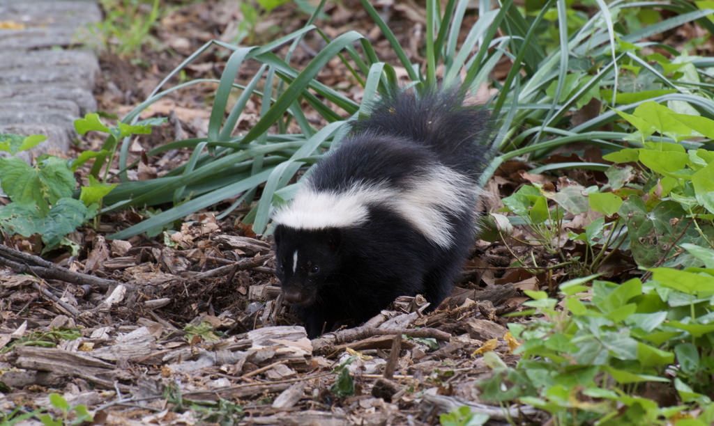 The aroma of summer: De-skunking your pets - Ontario SPCA and Humane ...