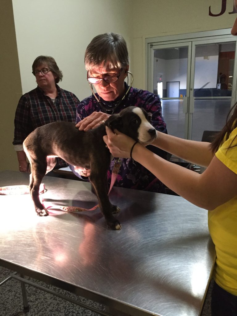 Free Akwesasne Parvo Vaccine Clinic HUGE success! Ontario SPCA and