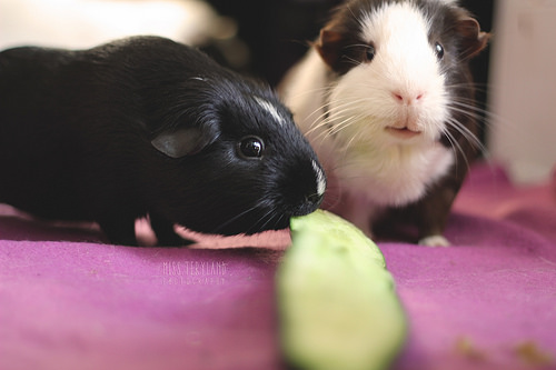guinea pigs, treats, DIY, small pets