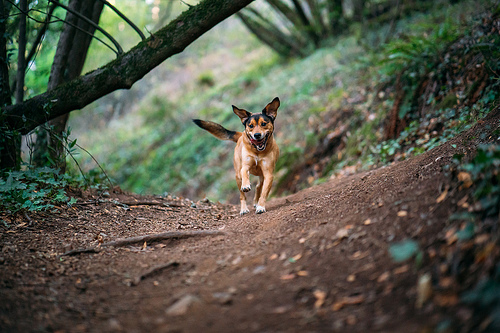 hiking, hike, dogs