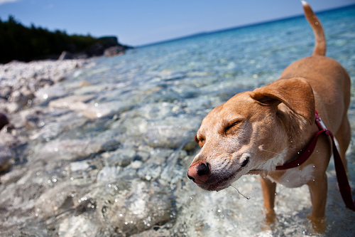 long weekend, dog, beach