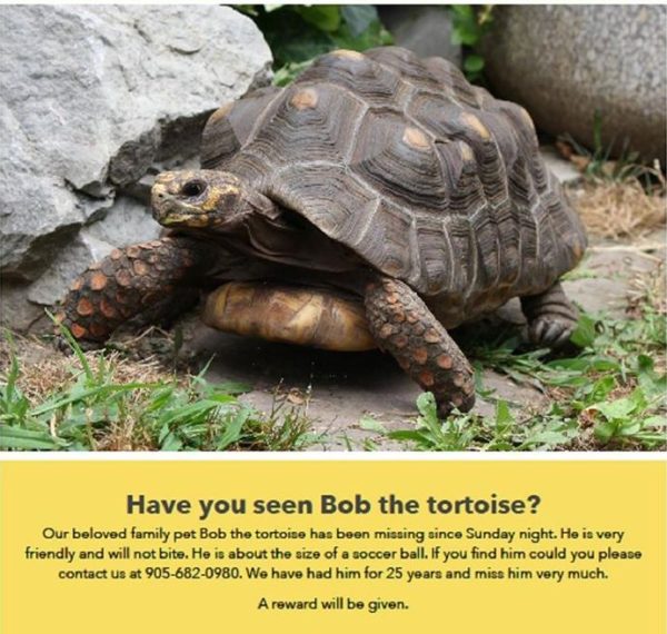 After 4 days, this 25-year-old Tortoise came back - Ontario SPCA and ...