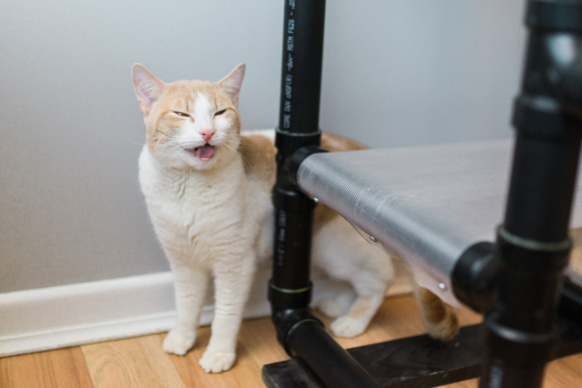 8 Tips to Solve Litter Box Problems Ontario SPCA and Humane Society