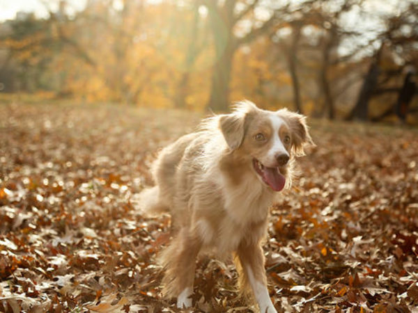 fall safety tips, pets