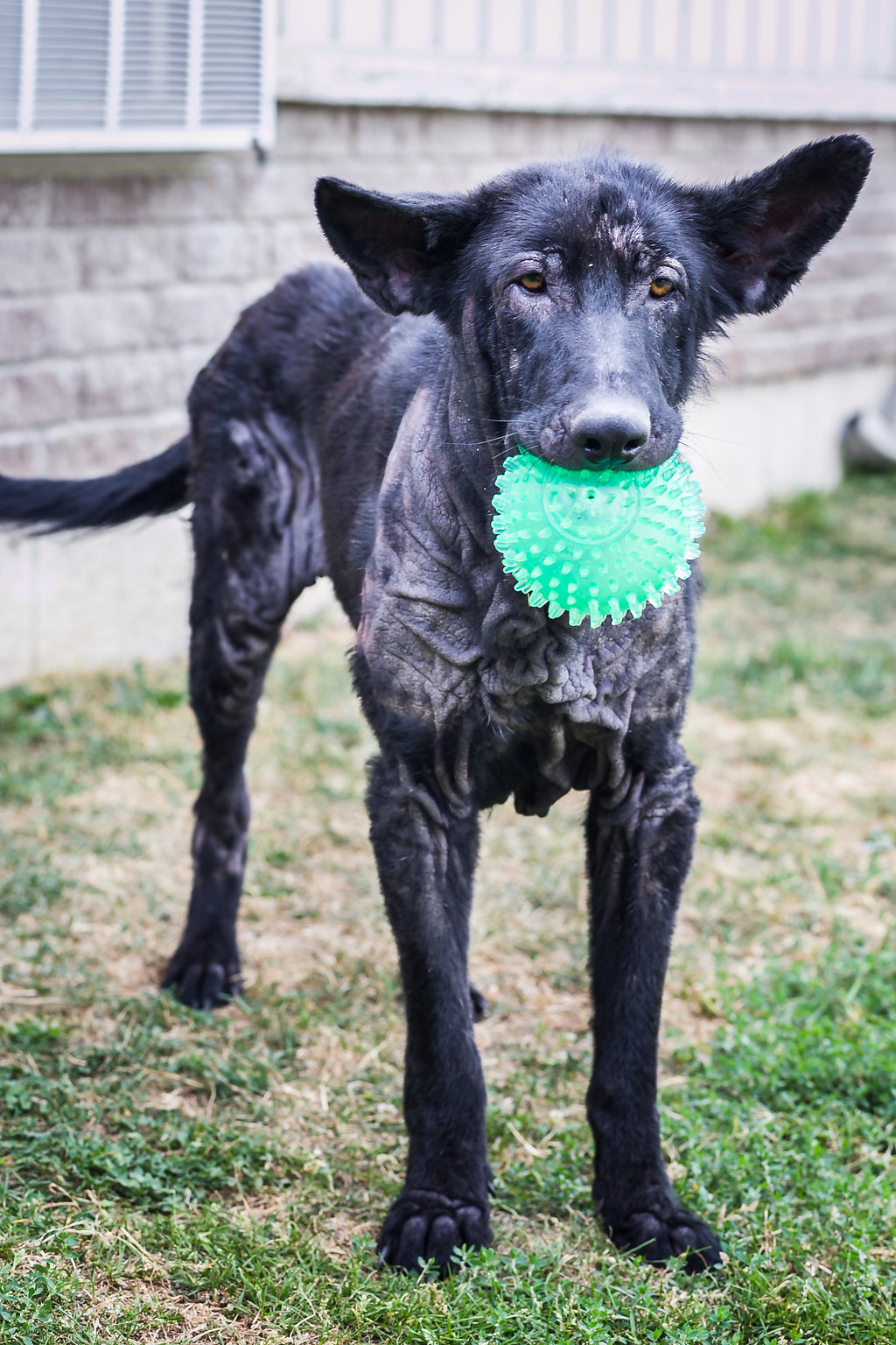 Orangeville SPCA needs support to care for two special dogs Ontario