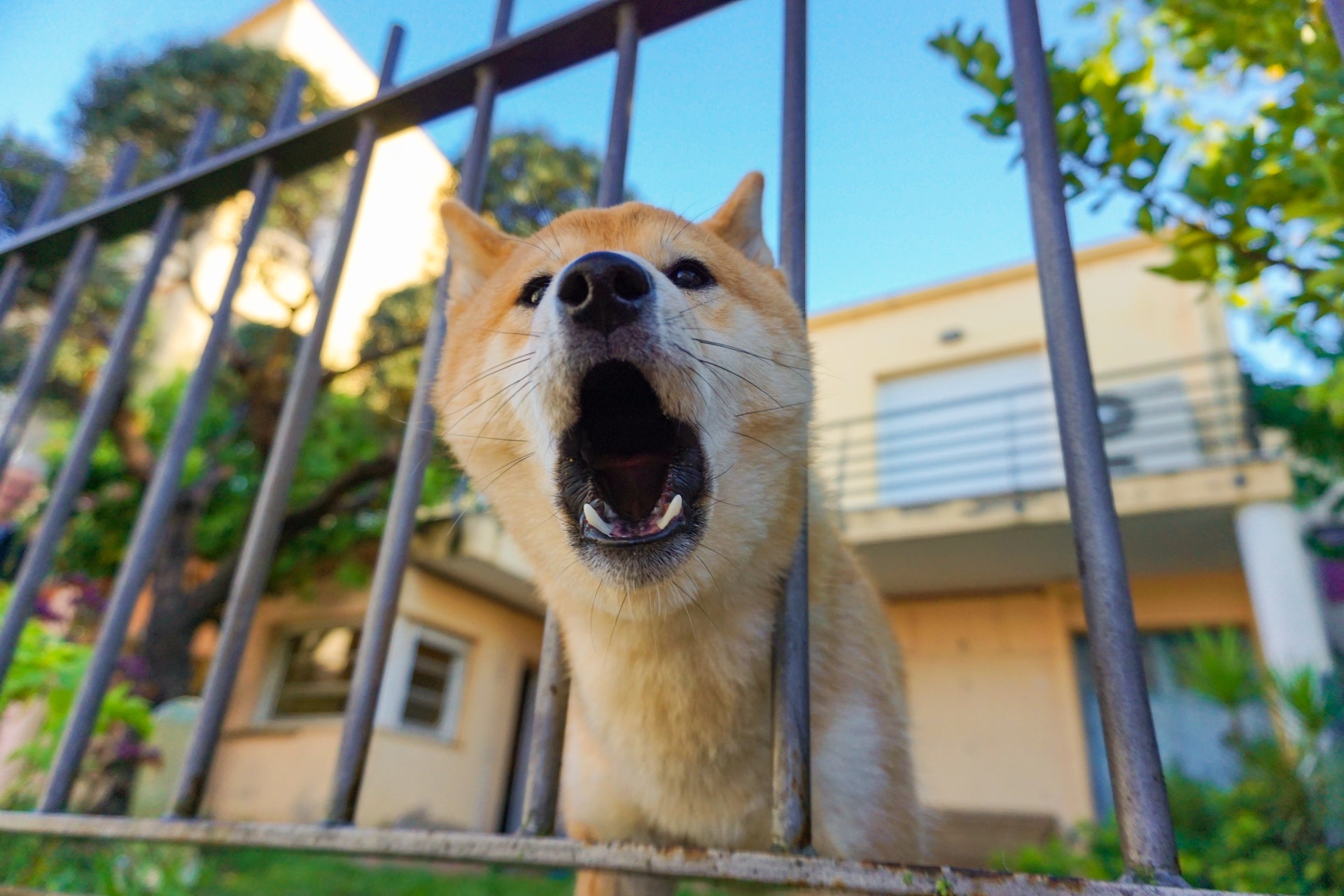 Shiba inu best sale barking at toy