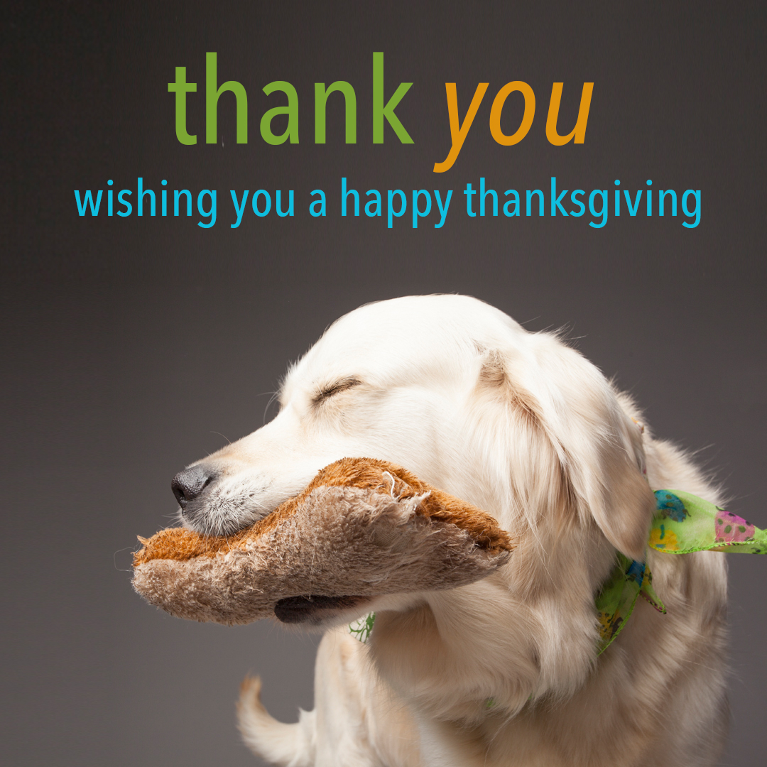 happy thanksgiving dog