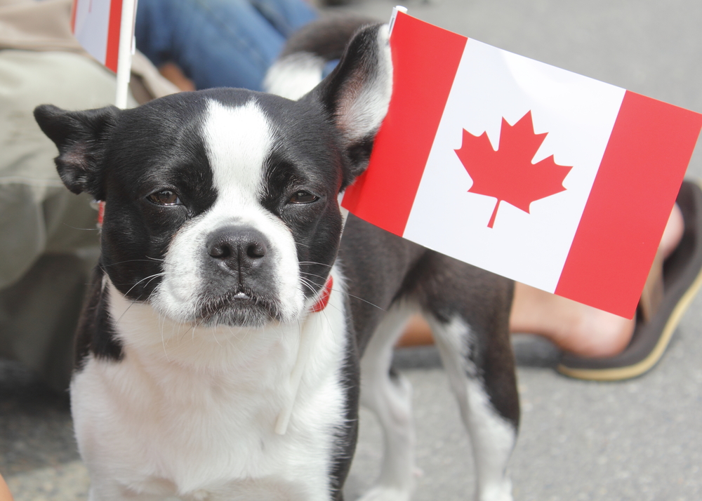 Protecting Pets From Canadian Wildlife Ontario SPCA and Humane Society