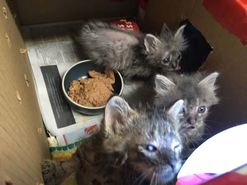Abandoned kittens find hope coming in from the cold Ontario SPCA and