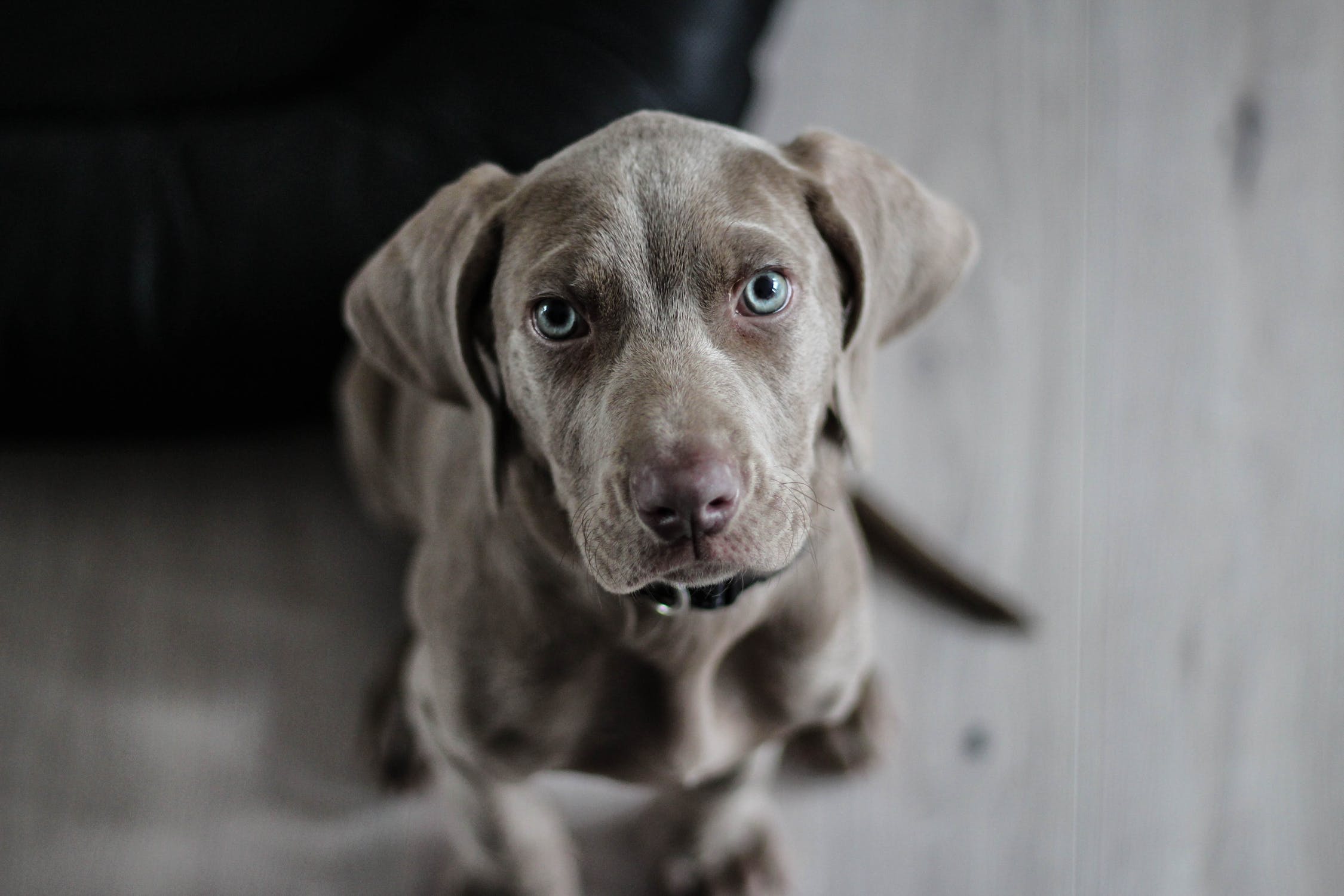 https://ontariospca.ca/wp-content/uploads/2016/12/weimaraner-puppy-dog-snout-97082.jpg