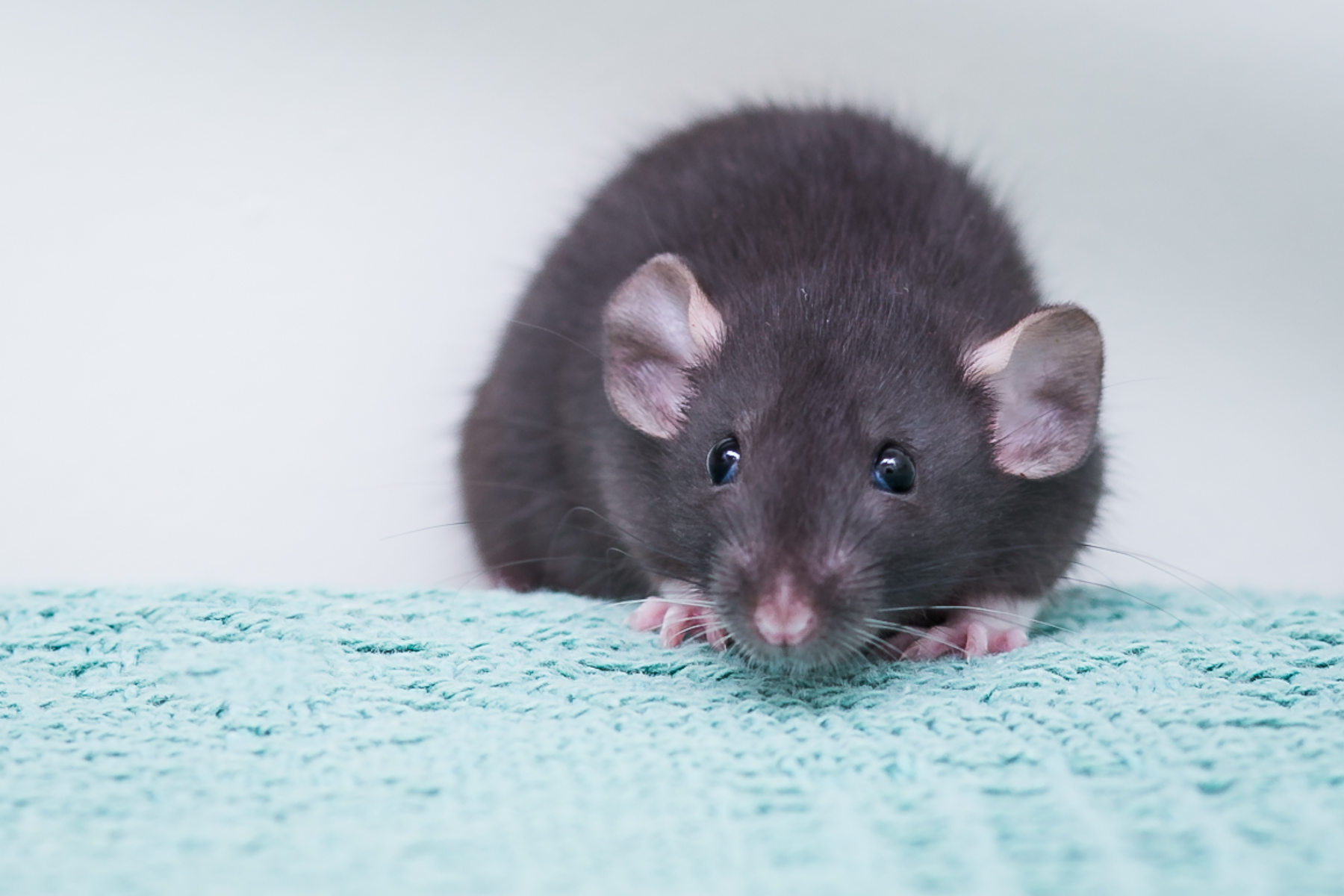 Tips on caring for your pet rat - Ontario SPCA and Humane Society