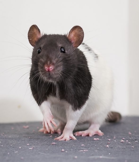 hundreds-of-rats-find-homes-at-petsmart-adopt-a-thon-ontario-spca-and