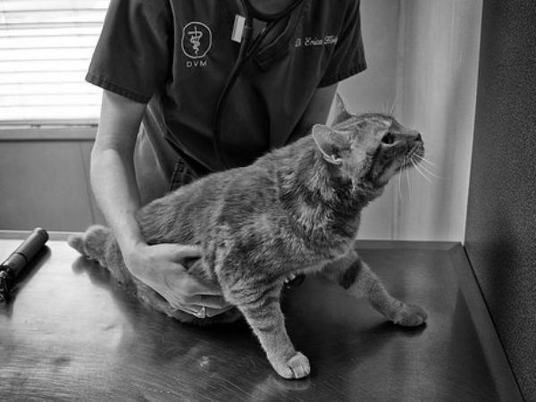 cat at veterinarian, spring pet checkups