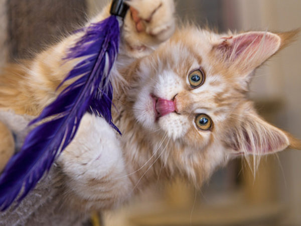 cat, kitten, before adopting a cat, 9 things to know