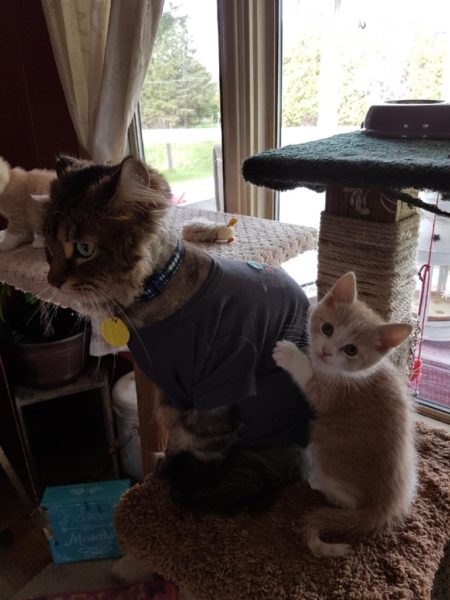 Maine Coon cat adopts foster kittens as his own - Ontario ...