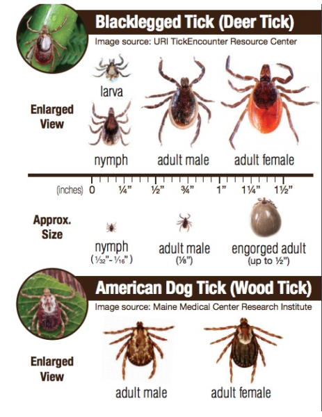tick identification chart