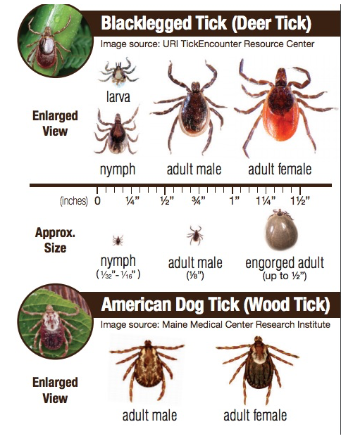 pet tick tracker, ontario SPCA, pets, ticks, tick