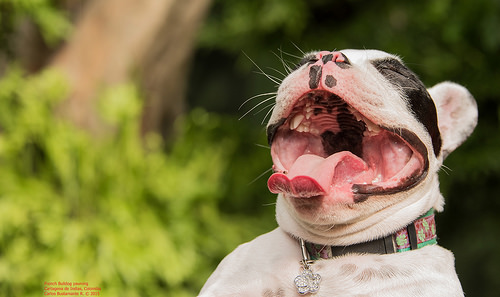 Are flat-nosed dog breeds more at risk in summer heat? - Ontario SPCA