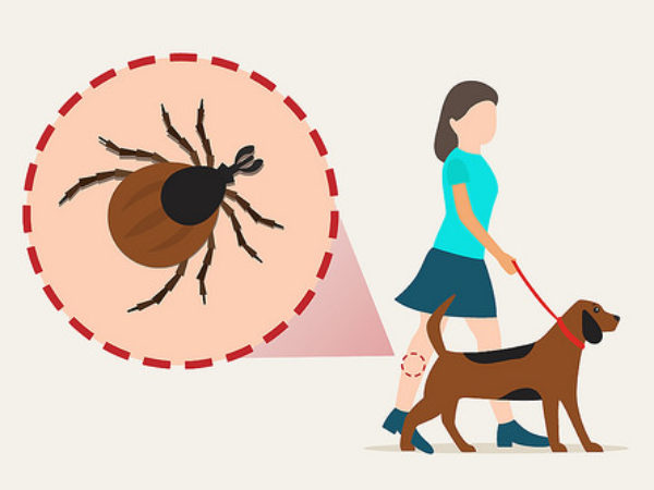 tick, ticks, how to remove