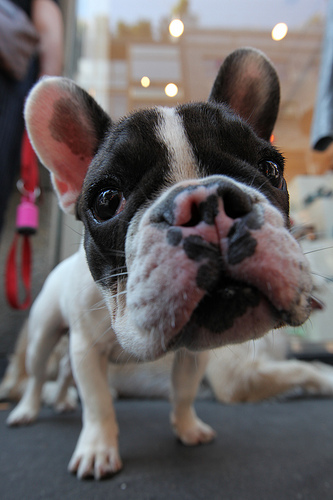 flat-nosed dogs, french bulldog