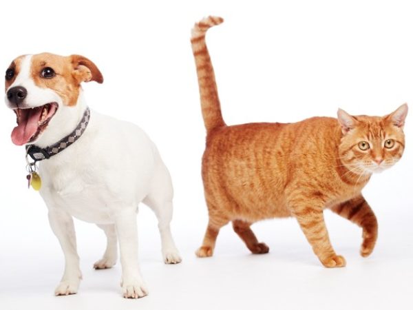 Max and Pinkus, Calendar star, calendar stars