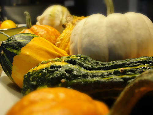 gourds, decorations, pet safety, thanksgiving