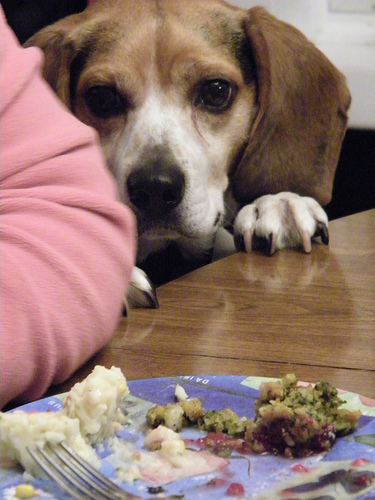 thanksgiving, holiday, pet safety