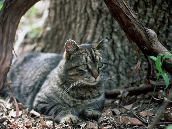 feral cats, national feral cat day