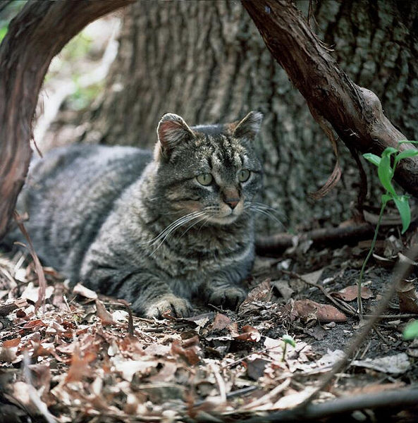 Spca stray hot sale cat