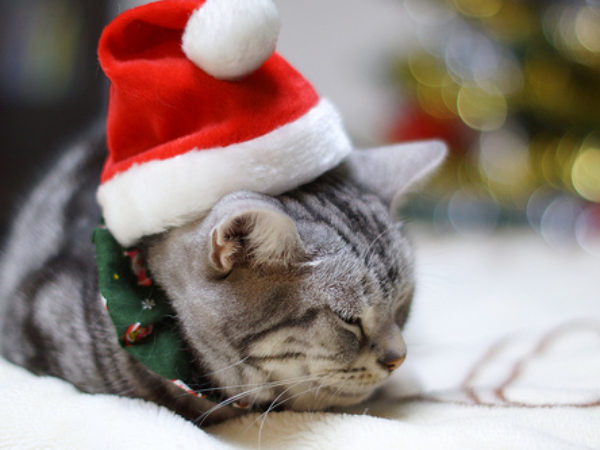cats, christmas, holidays, pets as gifts, giving pets for gifts