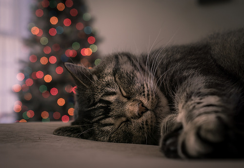 symbolic giving, cat by christmas tree, cat christmas, christmas tree