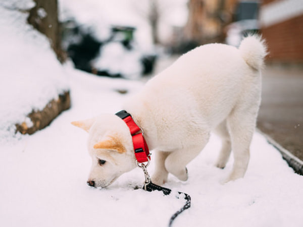 snow, snowy, ontario SPCA, dog in snow