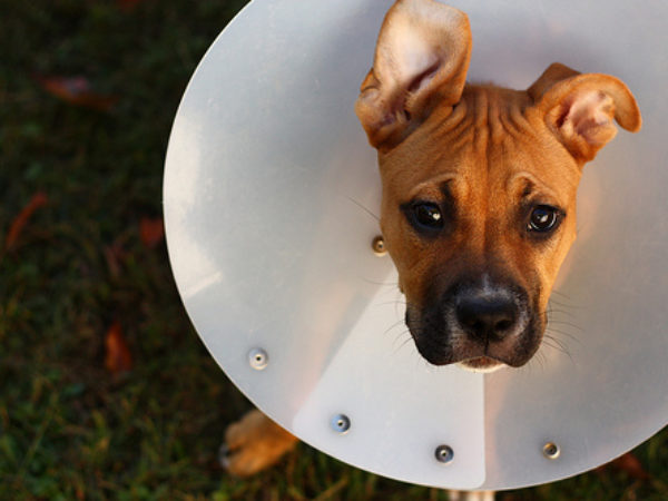 e-collar, cone of shame, ontario SPCA, fix your pet, spay/neuter, post-operative care, post-op care