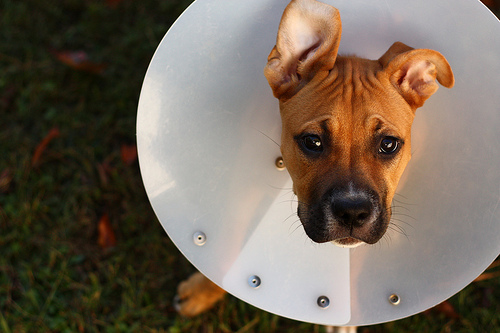 Post op dog outlet collar