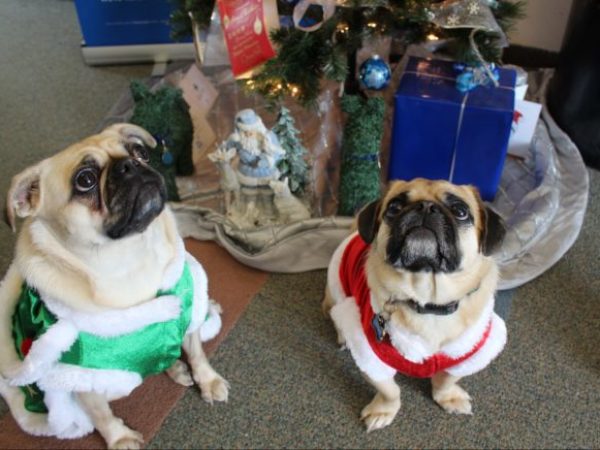 holidays, pets, pugs, pugs in costume, christmas