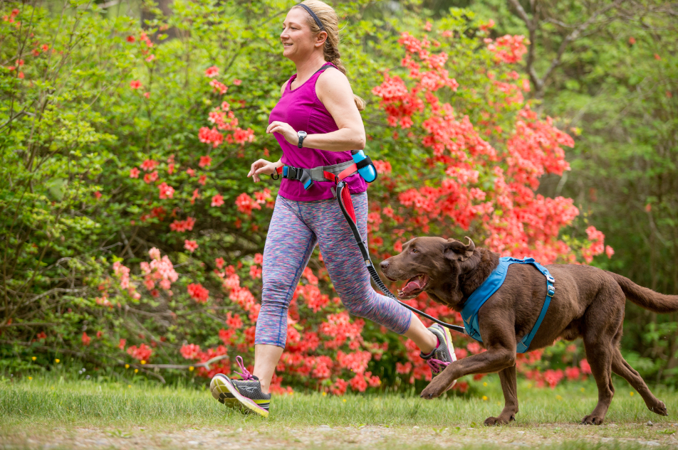 How to start running with your dog ontario spca and humane society