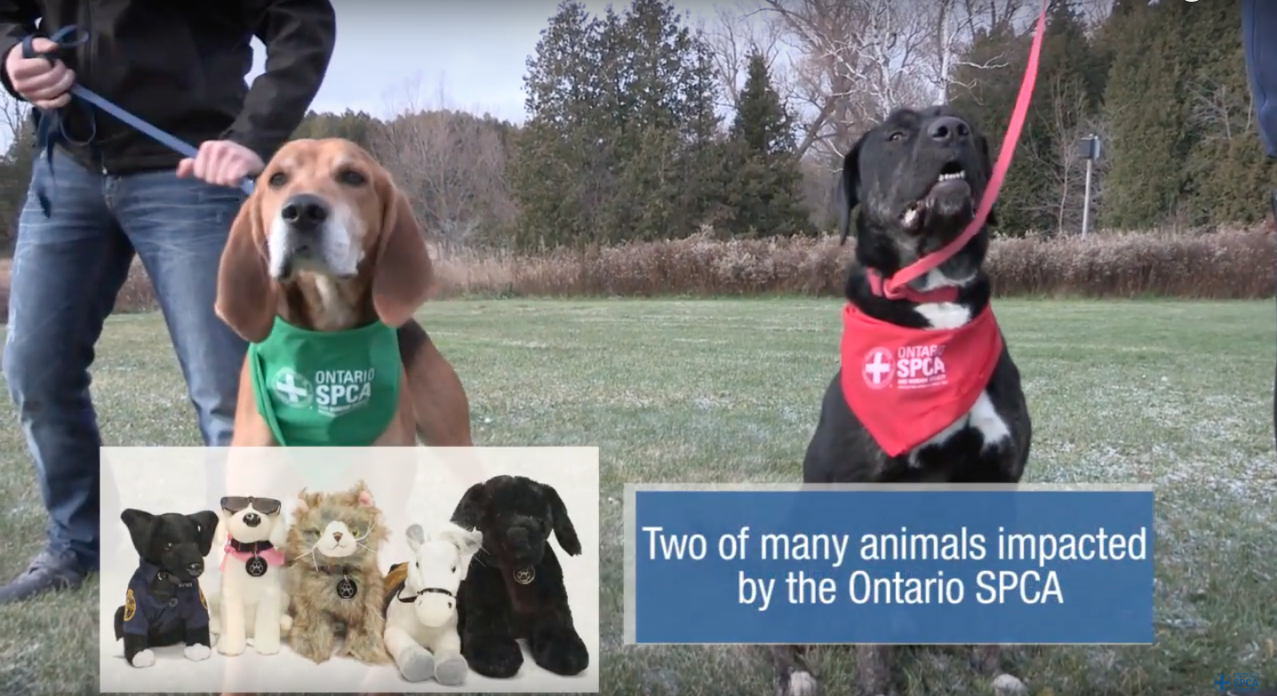 The story behind the plush toy Rocky and Tyson Ontario SPCA and